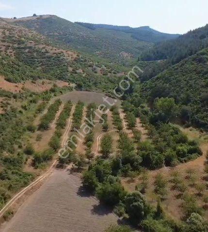 Satılık Yol Boyunda Ceviz Bahçesi - Görsel 2
