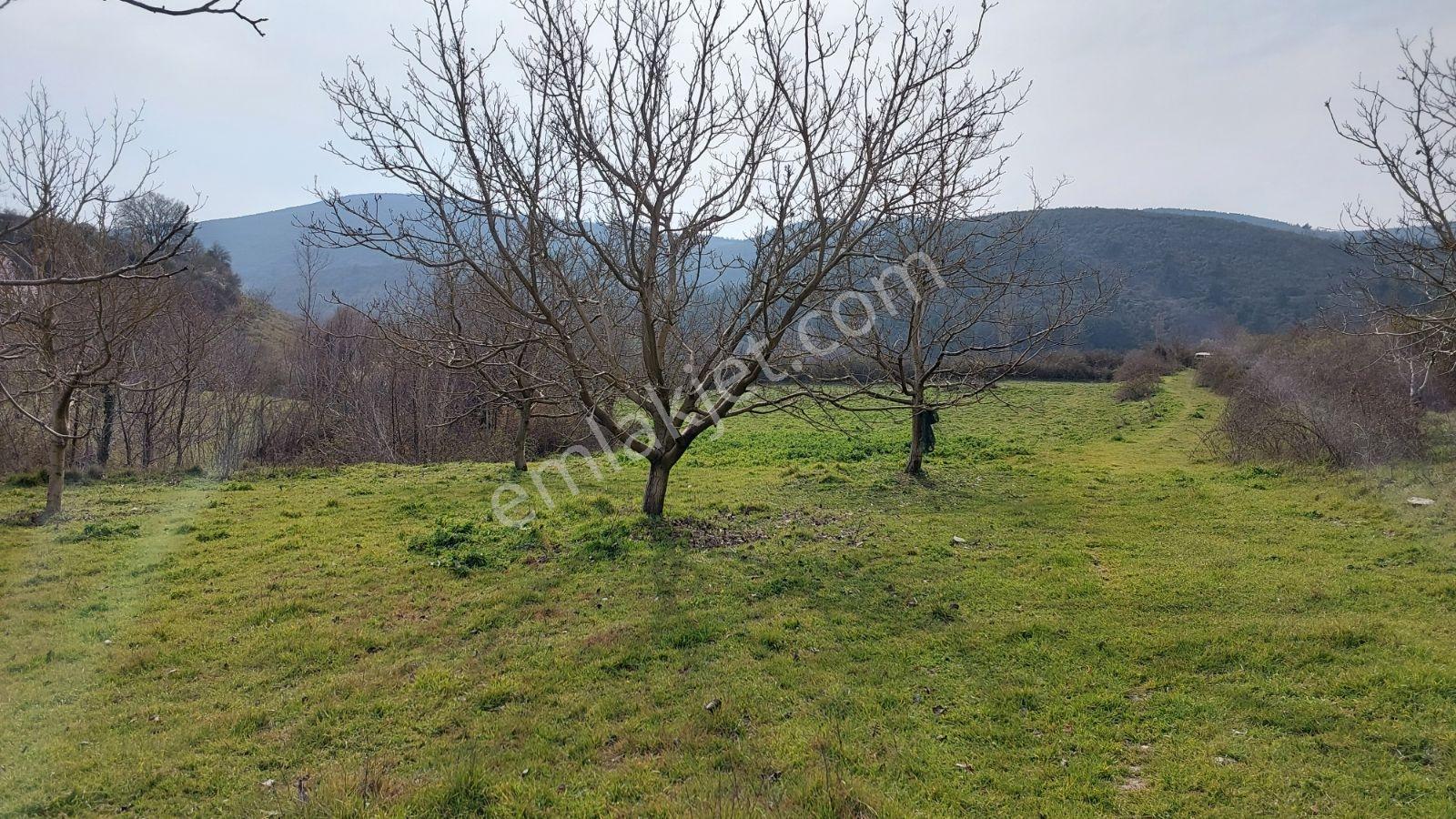Satılık Yol Boyunda Ceviz Bahçesi - Görsel 15