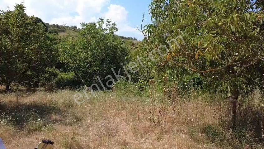 Satılık Yol Boyunda Ceviz Bahçesi - Görsel 3