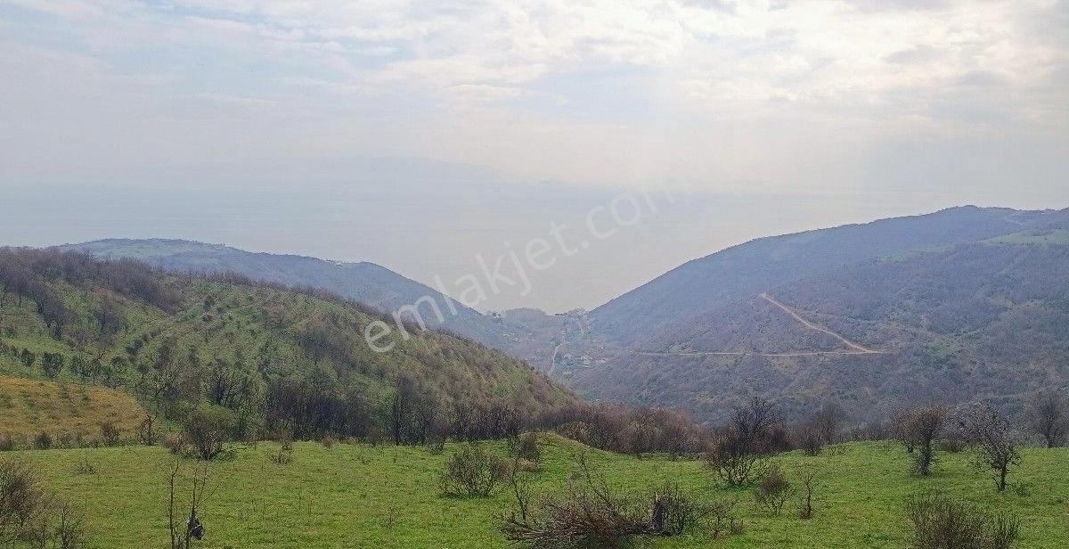 Şarköy Uçmakdere De Deniz Ve Adalar Manzaralı Satılık 1536 M2 Bağ Yeri