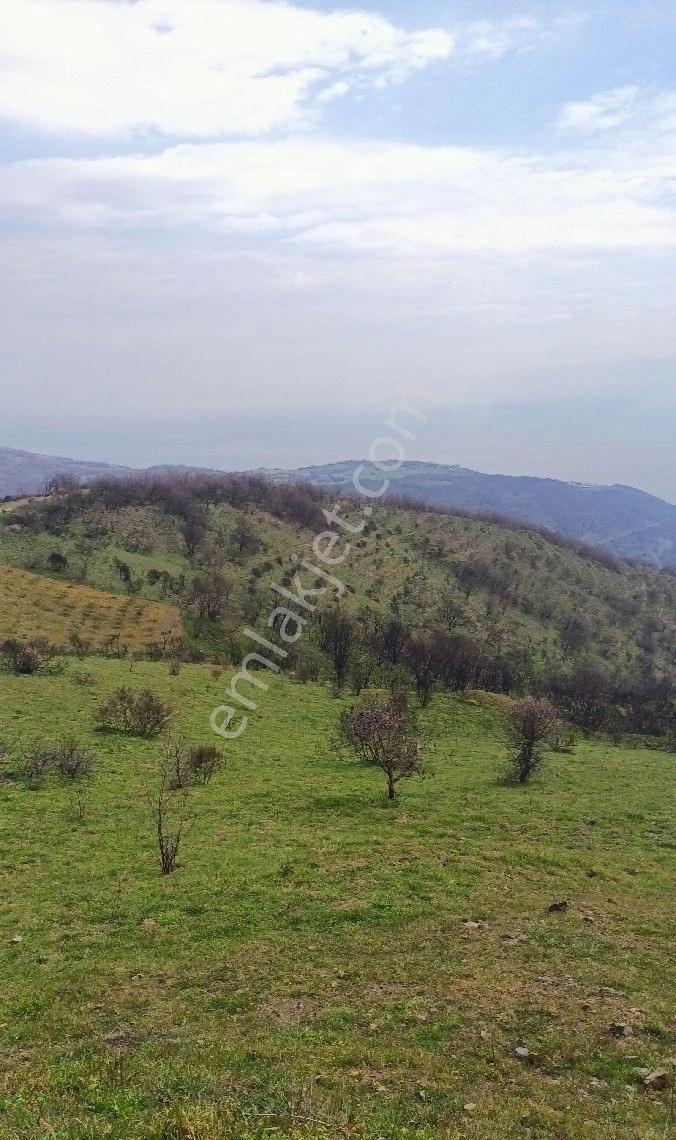 Şarköy Uçmakdere De Deniz Ve Adalar Manzaralı Satılık 1536 M2 Bağ Yeri - Görsel 13
