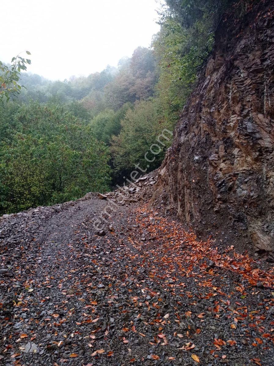 Düzce Kavakbıçkı Dere Kenarı Satılık Fındıklık