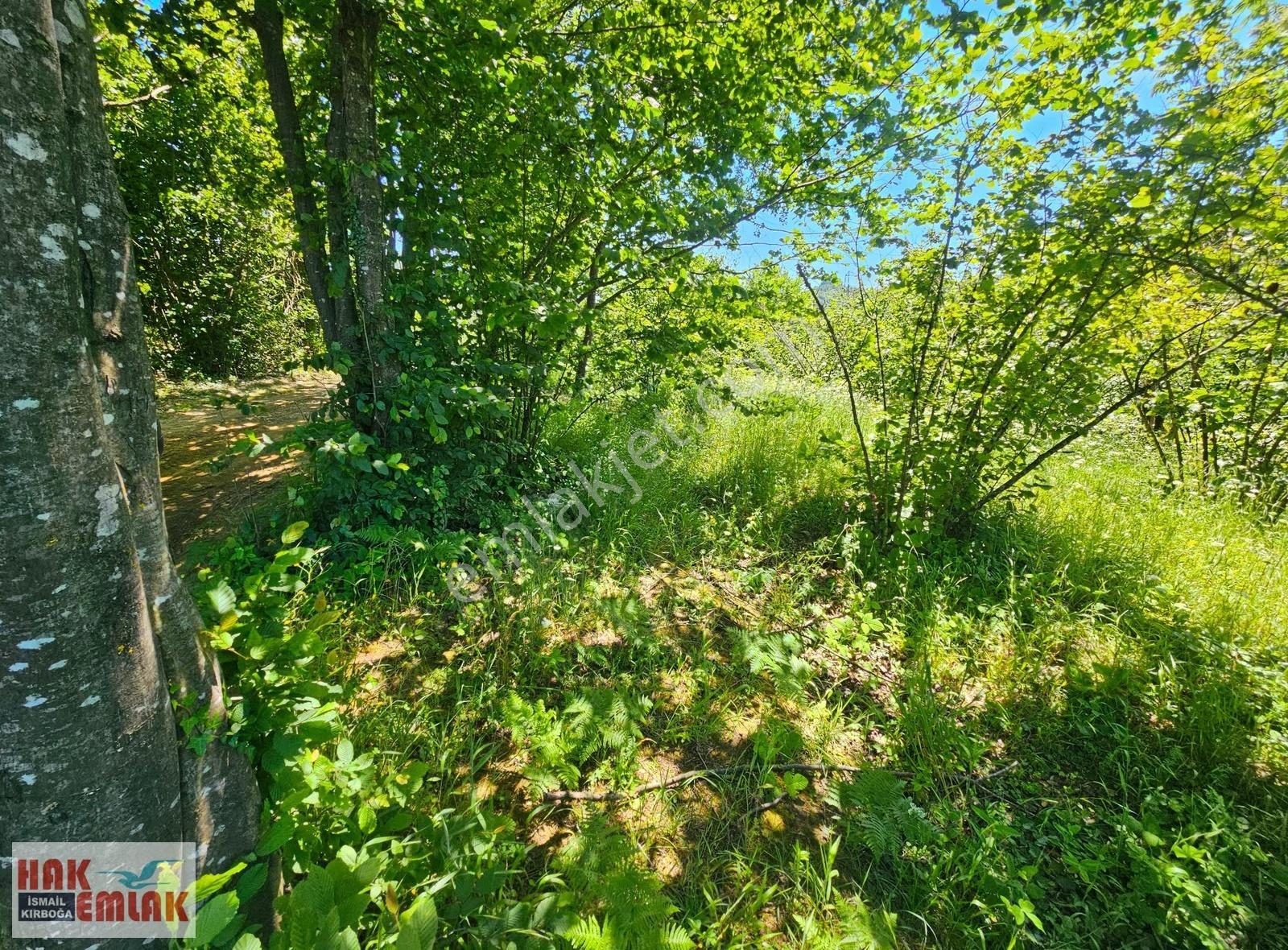 Hak Emlak'tan Boğaziçi Dokuzpınarda Doğa Harikası 5.379m² Bahçe - Görsel 10