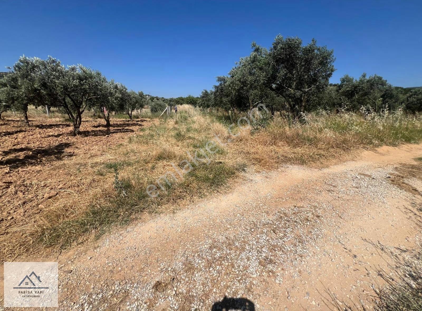 Parisa'dan Torbalı Çakırbeyli'de Tek Tapulu Zeytin Bahçesi - Görsel 24