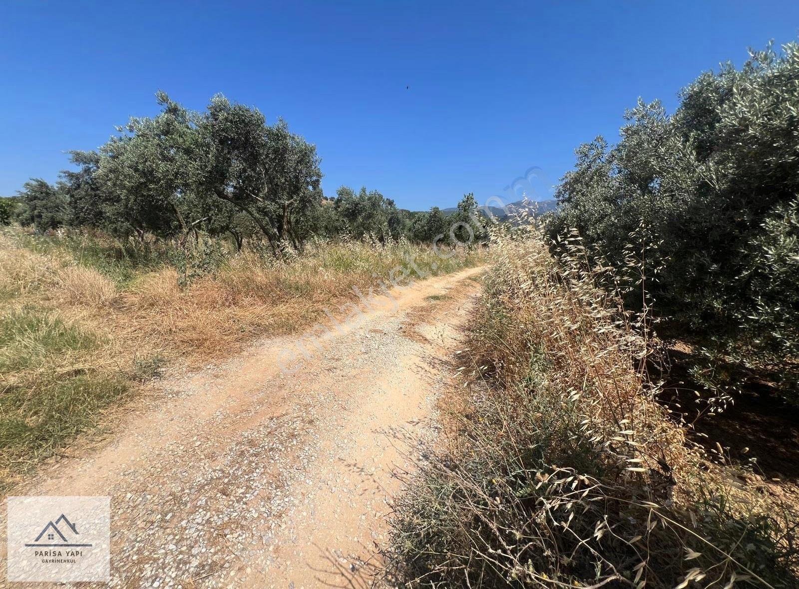 Parisa'dan Torbalı Çakırbeyli'de Tek Tapulu Zeytin Bahçesi - Görsel 22