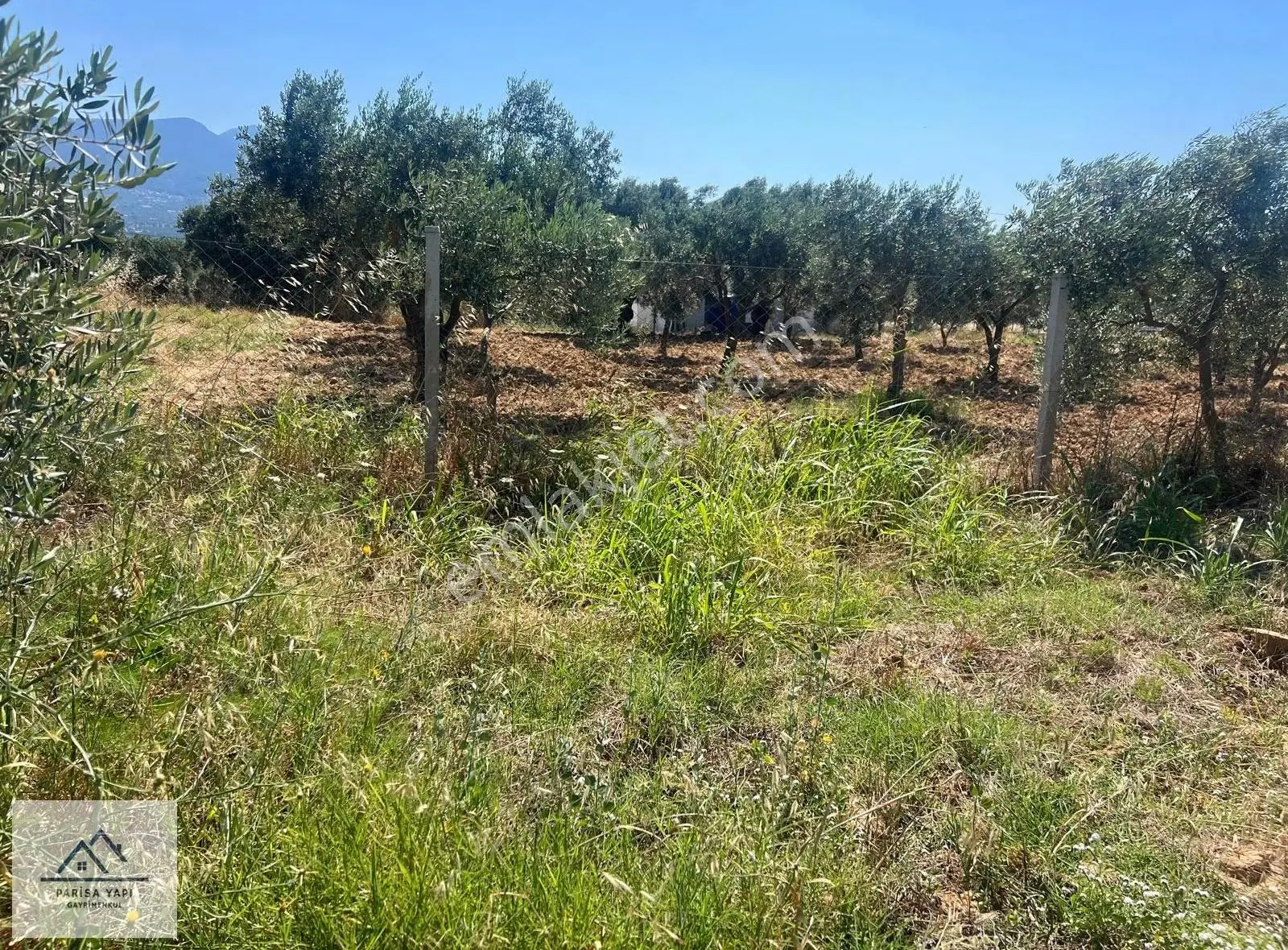 Parisa'dan Torbalı Çakırbeyli'de Tek Tapulu Zeytin Bahçesi - Görsel 4