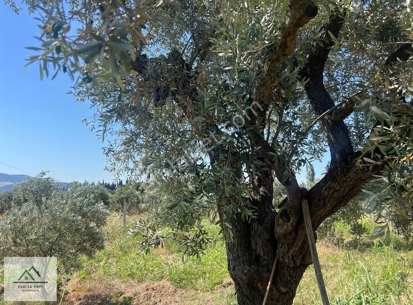 Parisa'dan Torbalı Çakırbeyli'de Tek Tapulu Zeytin Bahçesi - Görsel 14