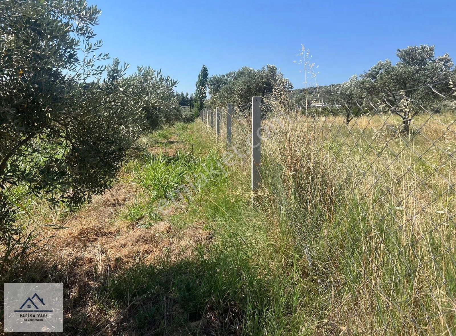 Parisa'dan Torbalı Çakırbeyli'de Tek Tapulu Zeytin Bahçesi - Görsel 10