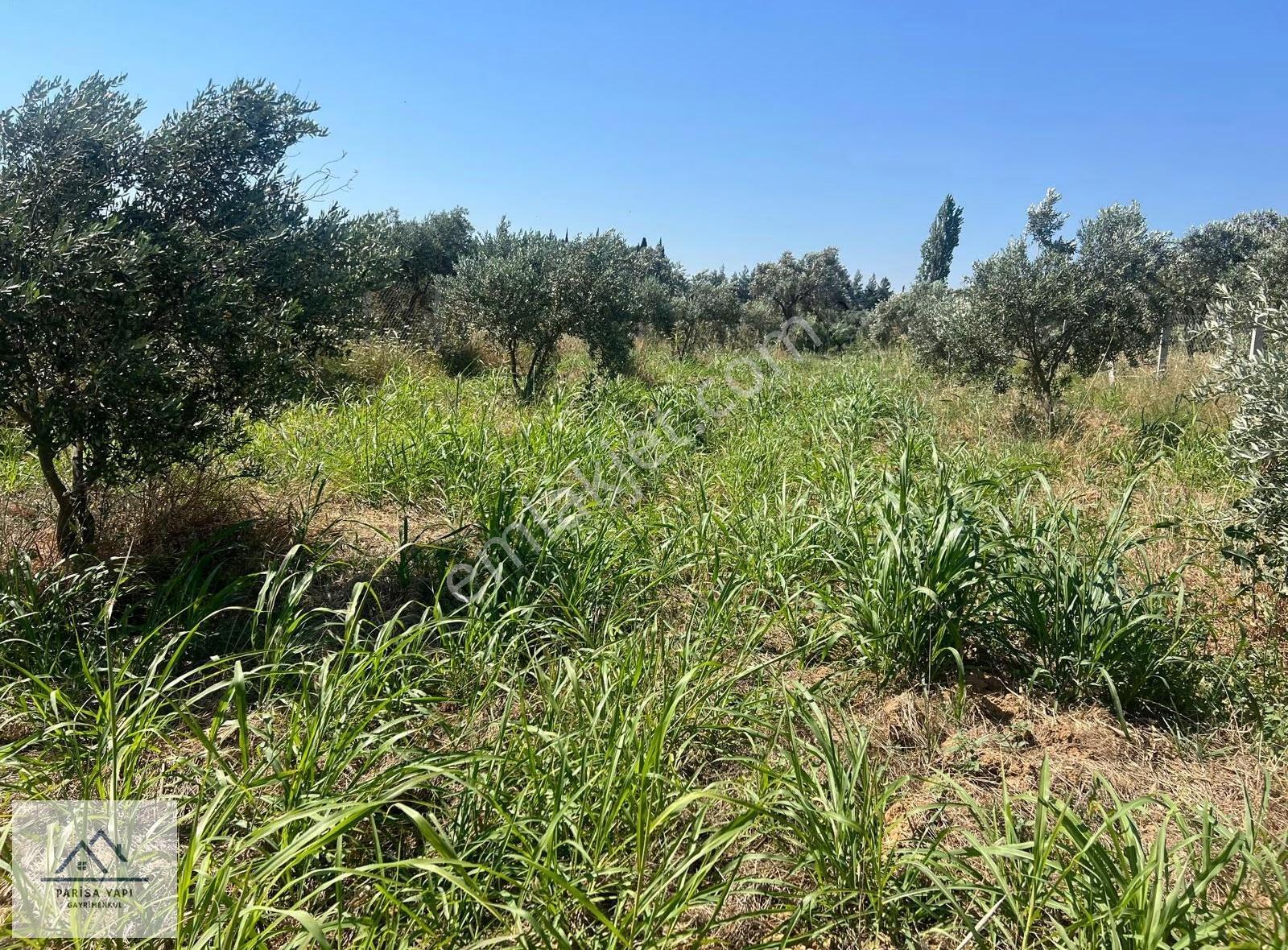 Parisa'dan Torbalı Çakırbeyli'de Tek Tapulu Zeytin Bahçesi - Görsel 25