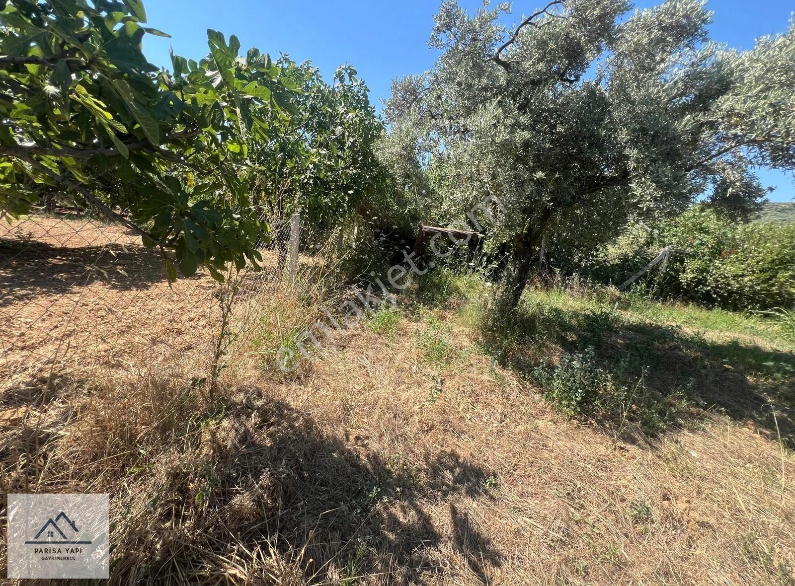 Parisa'dan Torbalı Çakırbeyli'de Tek Tapulu Zeytin Bahçesi - Görsel 3