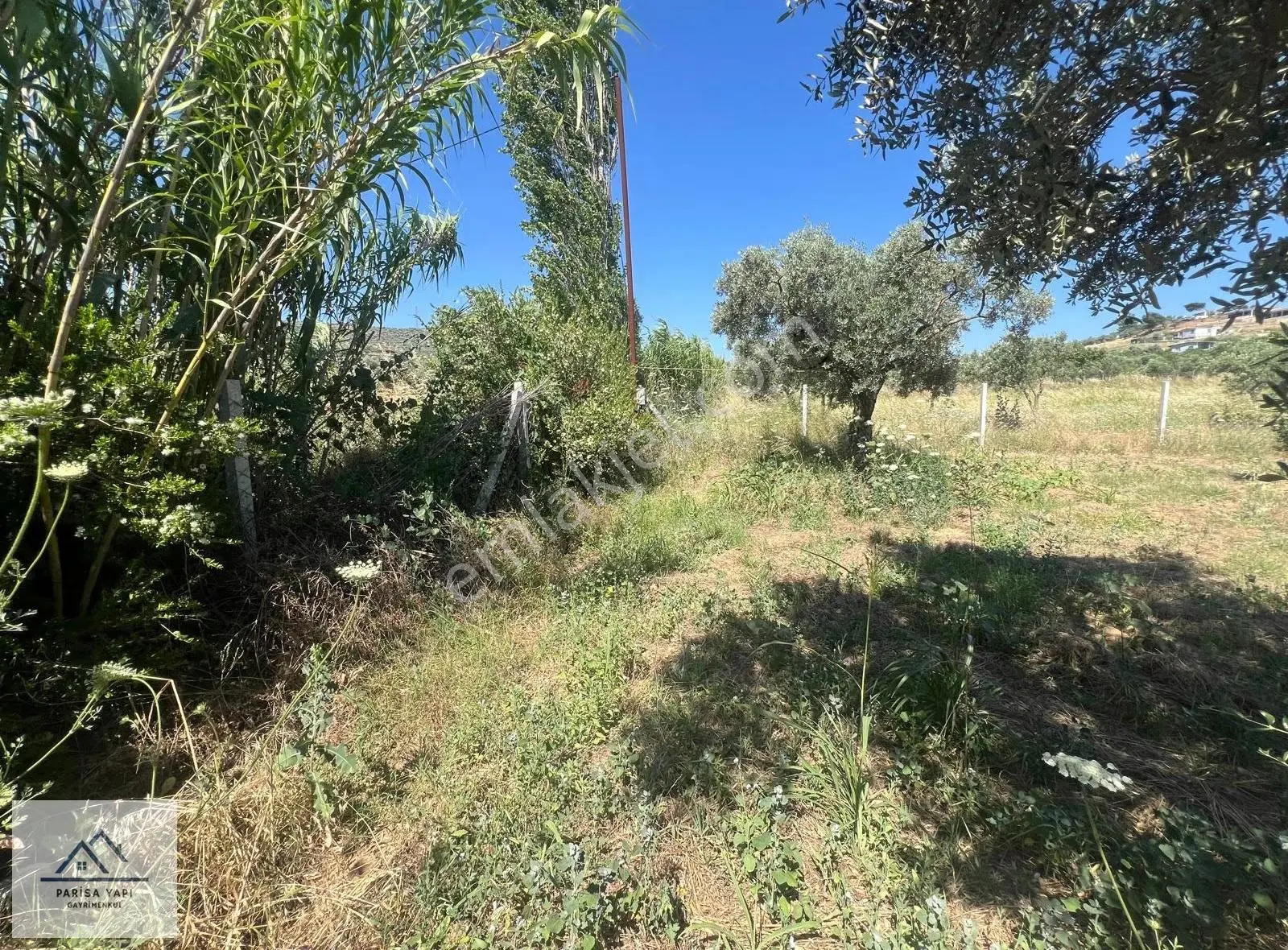 Parisa'dan Torbalı Çakırbeyli'de Tek Tapulu Zeytin Bahçesi - Görsel 2