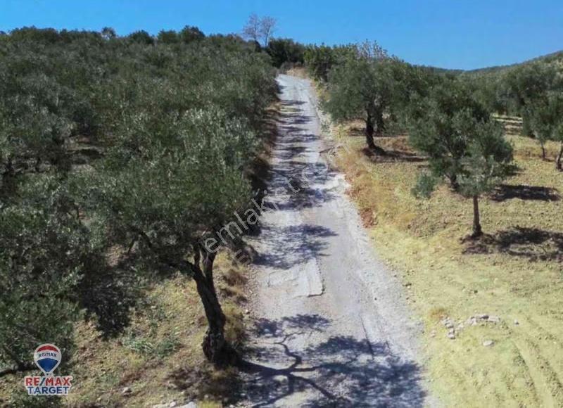 İzmır Torbalı Çakırbeyli'de Satılık Zeytinnlik - Görsel 8