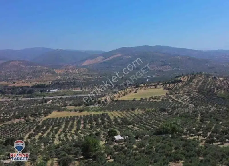 İzmır Torbalı Çakırbeyli'de Satılık Zeytinnlik - Görsel 2