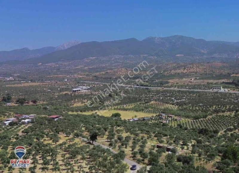 İzmır Torbalı Çakırbeyli'de Satılık Zeytinnlik - Görsel 6