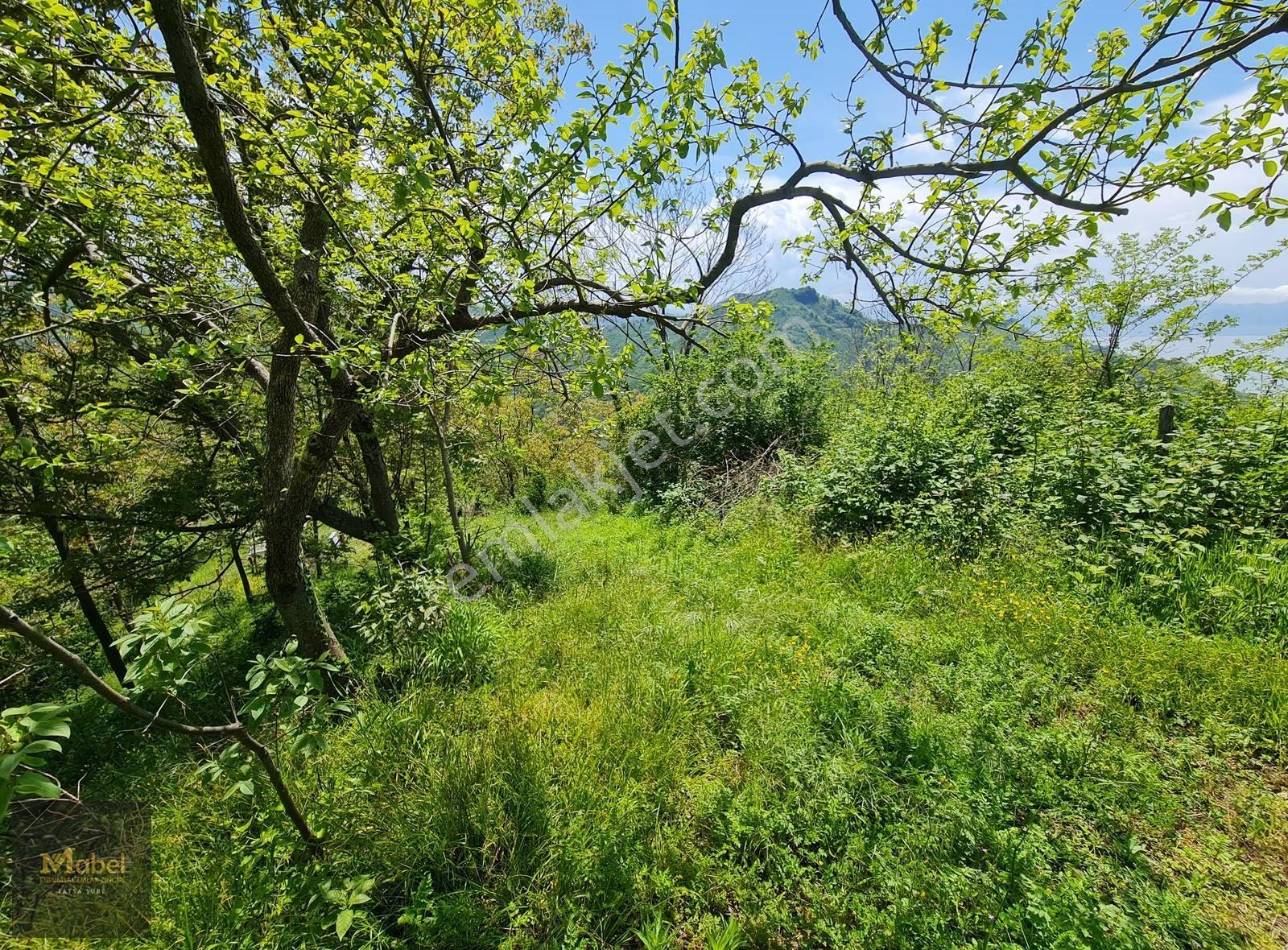 Fatsa Yalıköy Full Deniz Manzaralı Ev Yapımına Çok Uygun 1619 M2 - Görsel 24