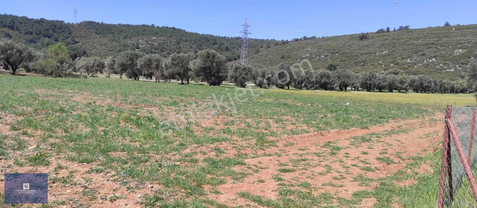 Urla Birgi'de, Bağların Ve Zeytinliklerin Arasında Ege'nin Saklı - Görsel 9