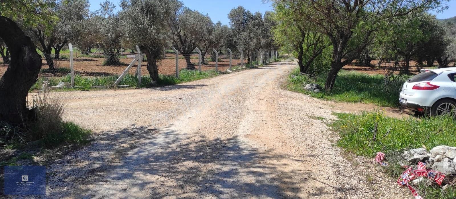 Urla Birgi'de, Bağların Ve Zeytinliklerin Arasında Ege'nin Saklı - Görsel 5