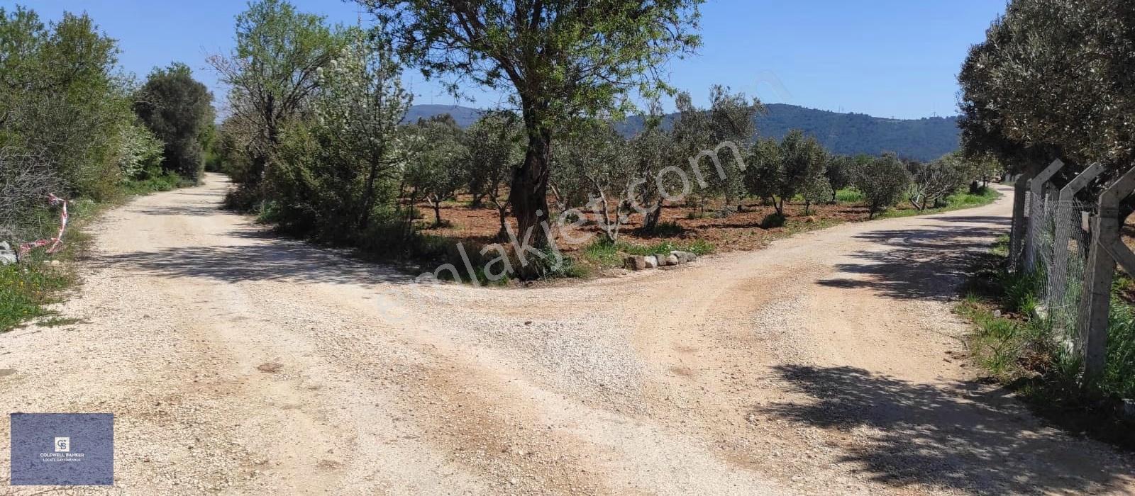Urla Birgi'de, Bağların Ve Zeytinliklerin Arasında Ege'nin Saklı - Görsel 11