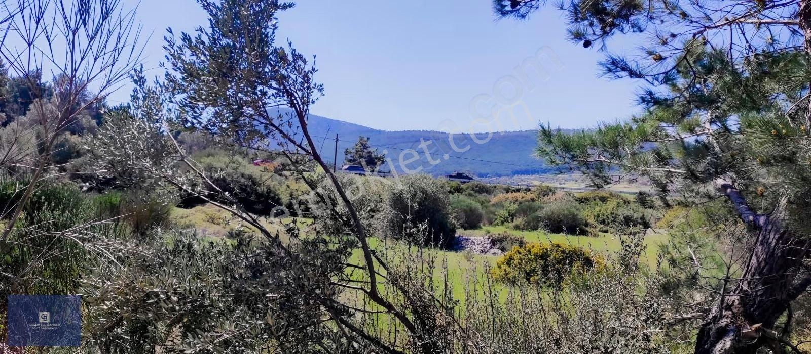 Urla Birgi'de, Doğanın Kalbinde Değerli Bir Yatırım Fırsatı - Görsel 2