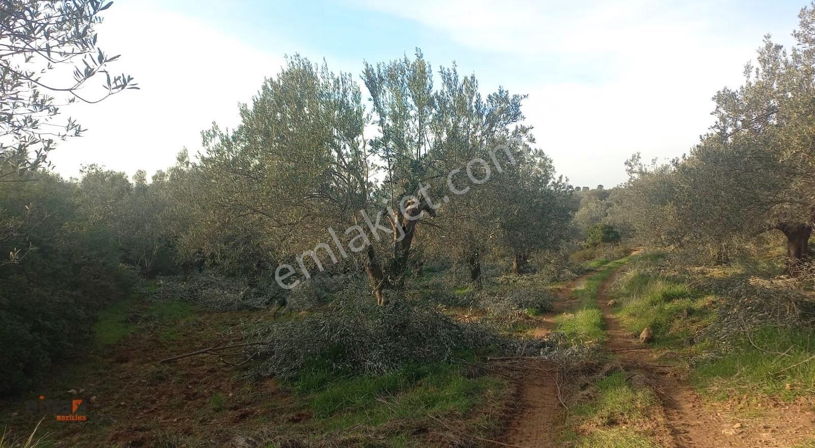 Zeytindag Tekkedere Arası Satılık Zeytinlik - Görsel 3