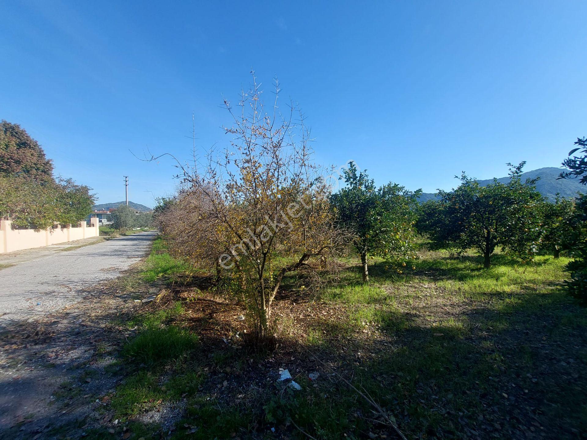 Mugla Dalyan Da 4 500 M2 Arazi Satılık Veya Dalyandan Villa İle Takas - Görsel 2
