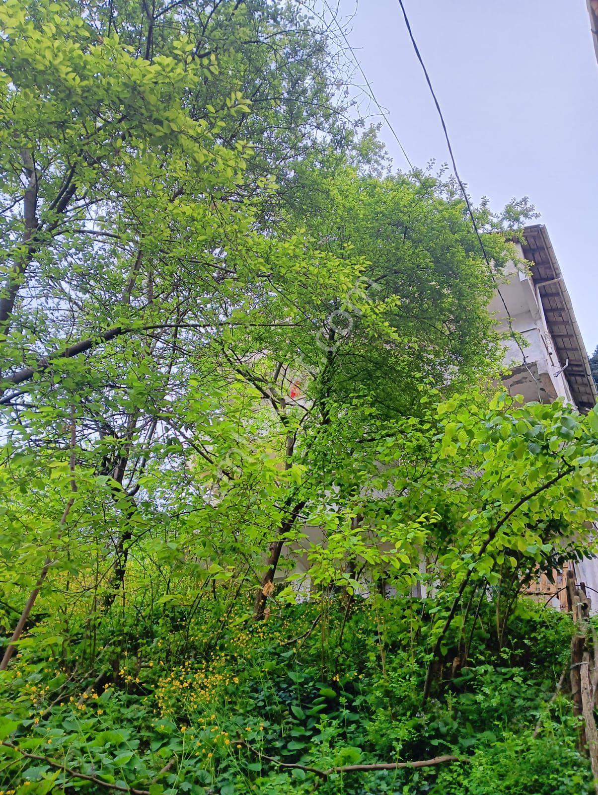 Beykoz Merkeze Yakın Doğanın Dibinde - Görsel 10