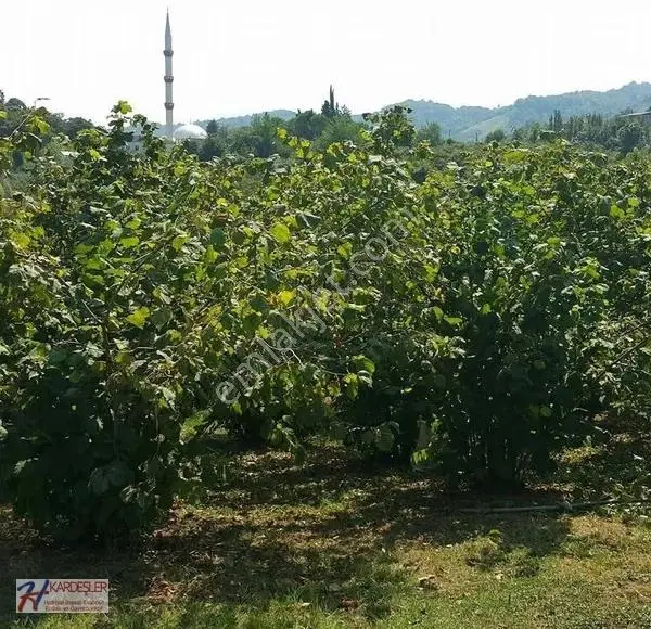 Sakarya Hendek Çobanyatak Mah.yola Cephe Bakımlı Fındık Bahçesi - Görsel 4