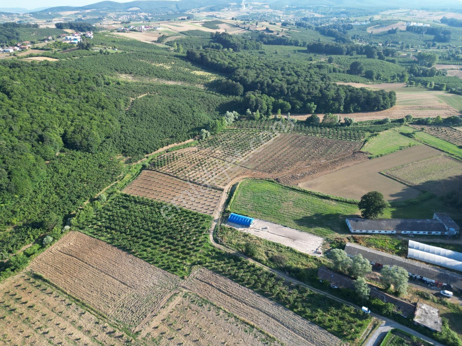 Sakarya Kaynarca Küçükkışla'da Verimli 5.960 M²fındık Bahçesi - Görsel 18