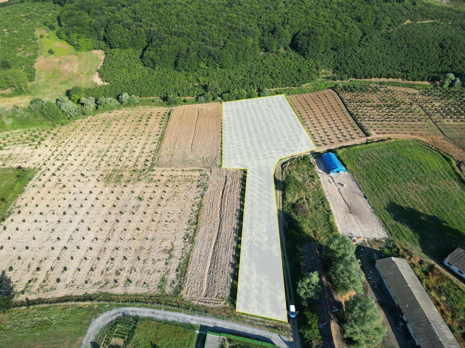 Sakarya Kaynarca Küçükkışla'da Verimli 5.960 M²fındık Bahçesi - Görsel 11