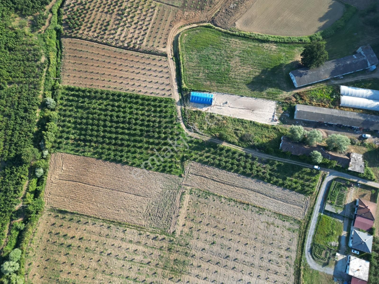 Sakarya Kaynarca Küçükkışla'da Verimli 5.960 M²fındık Bahçesi - Görsel 23