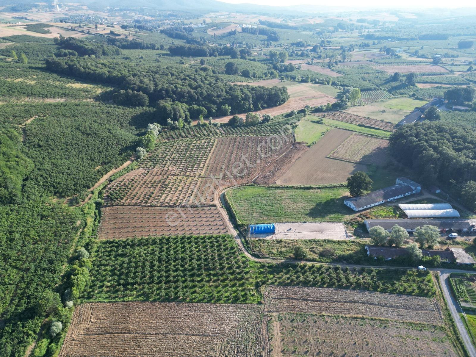 Sakarya Kaynarca Küçükkışla'da Verimli 5.960 M²fındık Bahçesi - Görsel 21