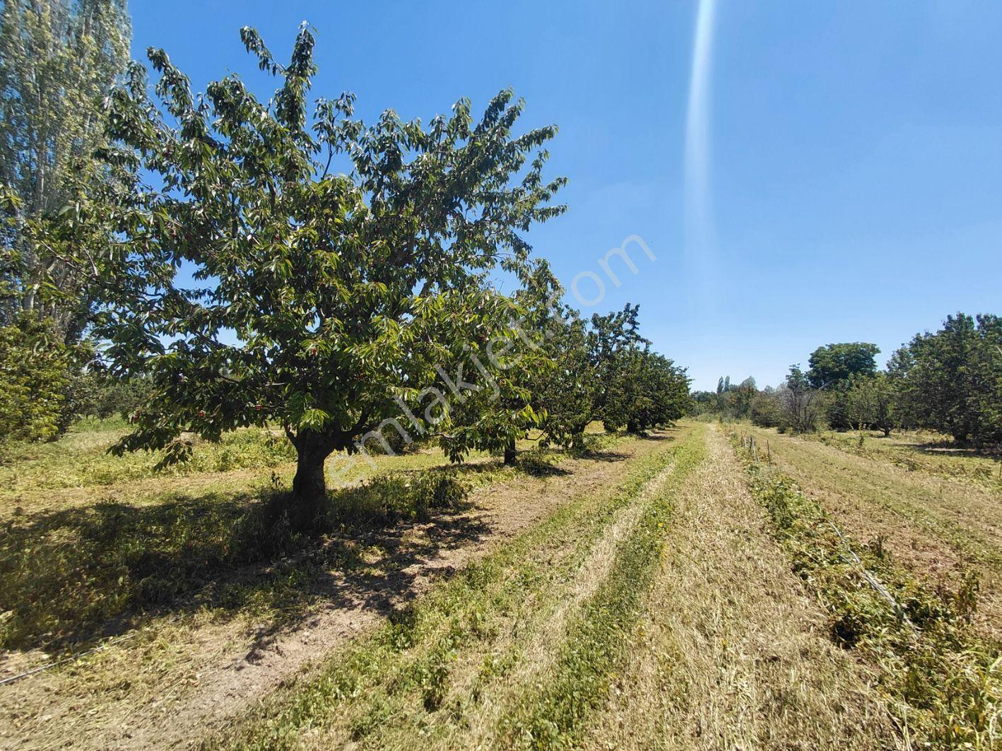 Sorkun'da Satılık 6880 M² Verimli Meyve Bahçesi - Görsel 7