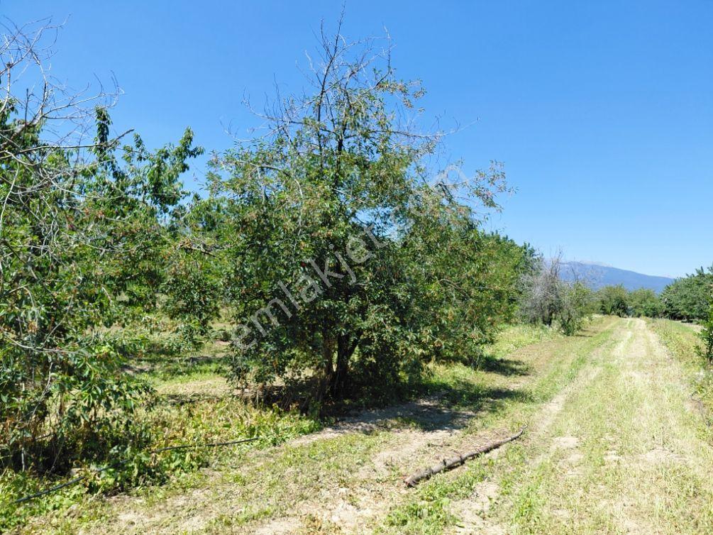 Sorkun'da Satılık 6880 M² Verimli Meyve Bahçesi - Görsel 14