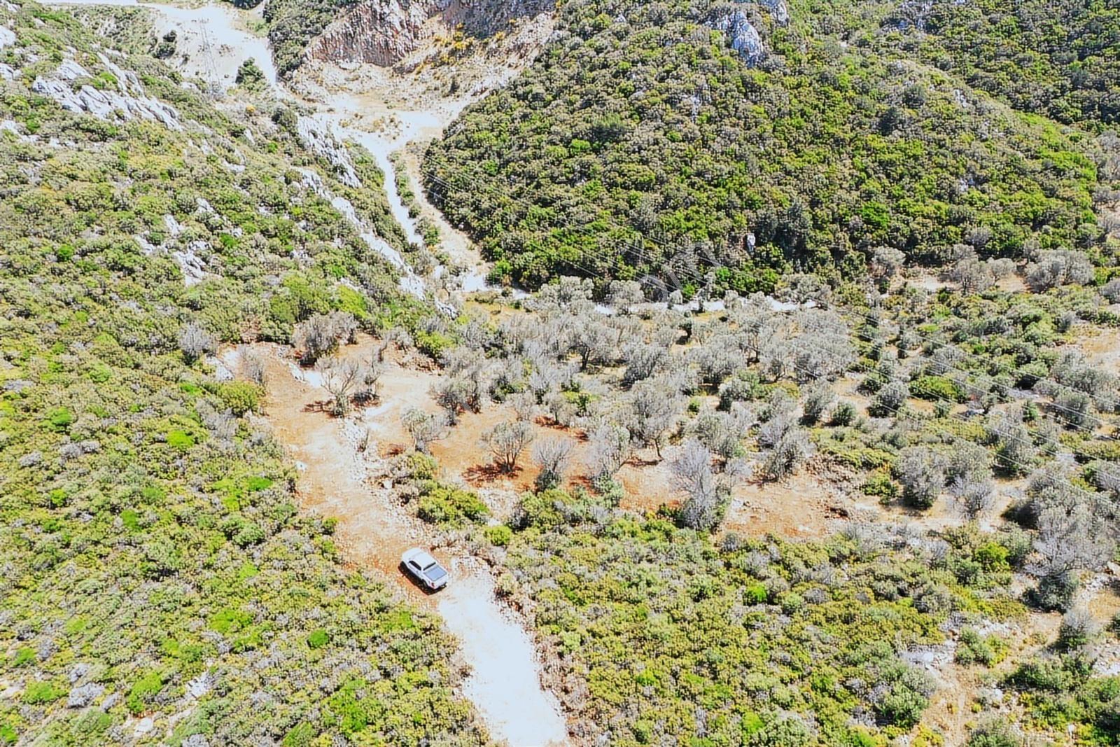 Karaburun Eğlenhoca'da Zeytin Ağaçlı 1640 M² Tarla - Görsel 19