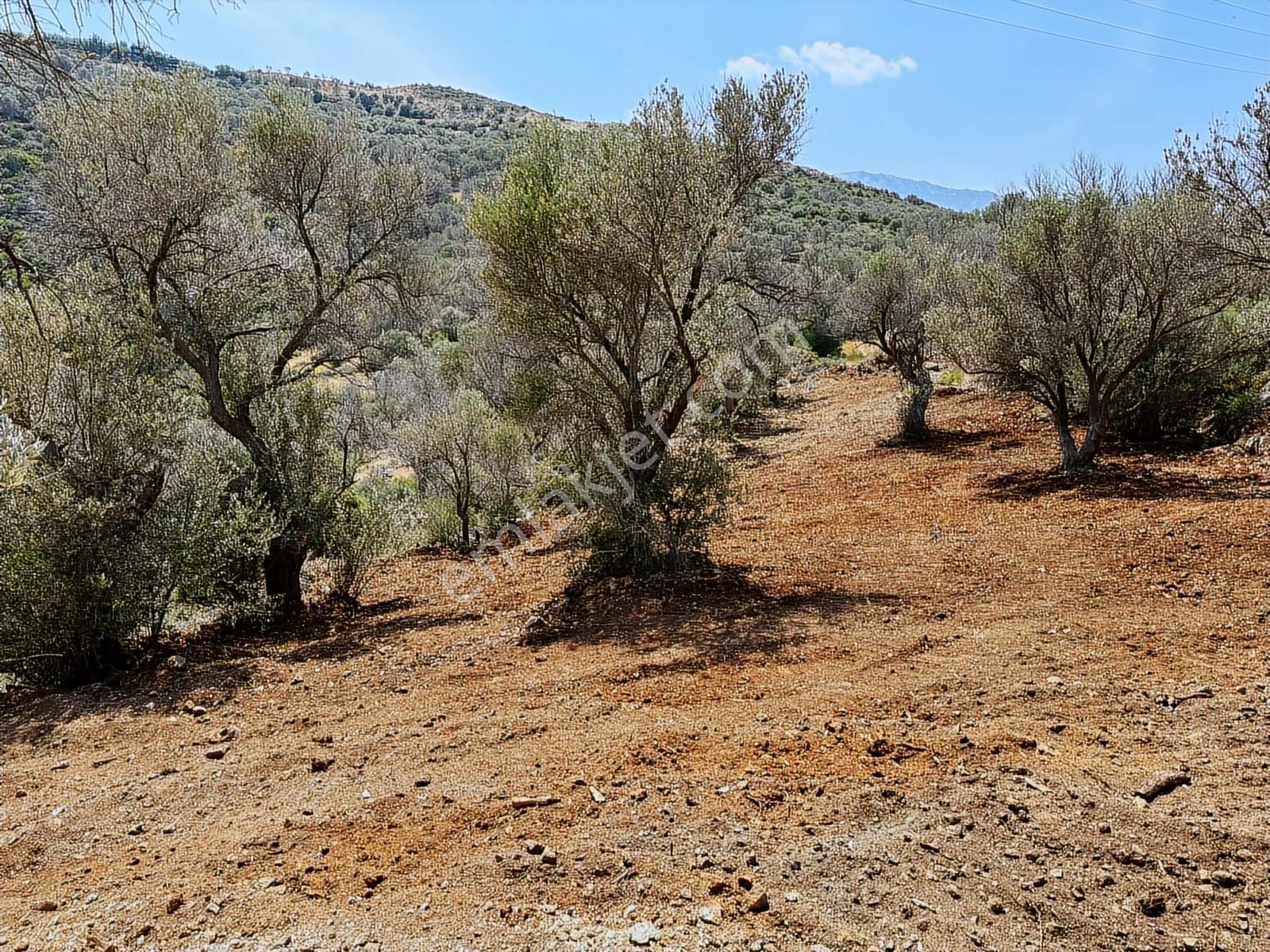 Karaburun Eğlenhoca'da Zeytin Ağaçlı 1640 M² Tarla - Görsel 8