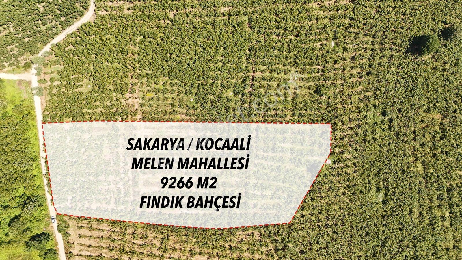 Kocaali Melen Mahallesi Verimli Muhteşem Fındık Bahçesi - Görsel 17