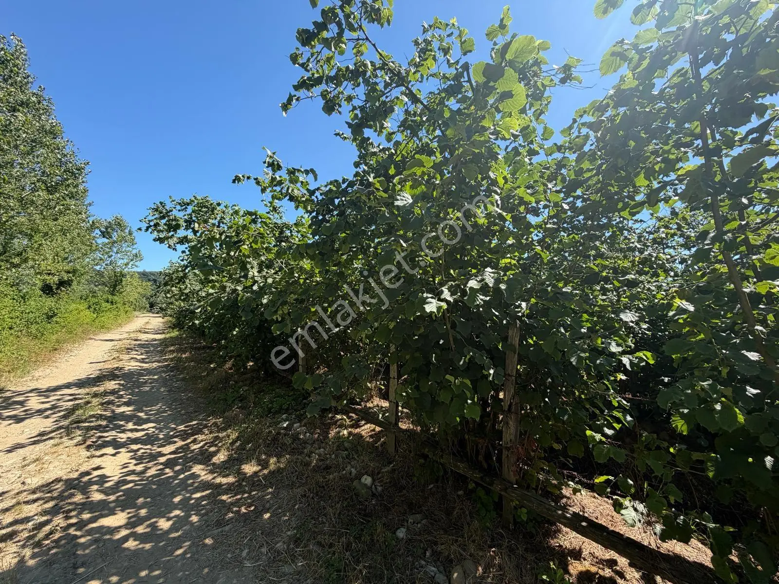 Kocaali Melen Mahallesi Verimli Muhteşem Fındık Bahçesi - Görsel 4