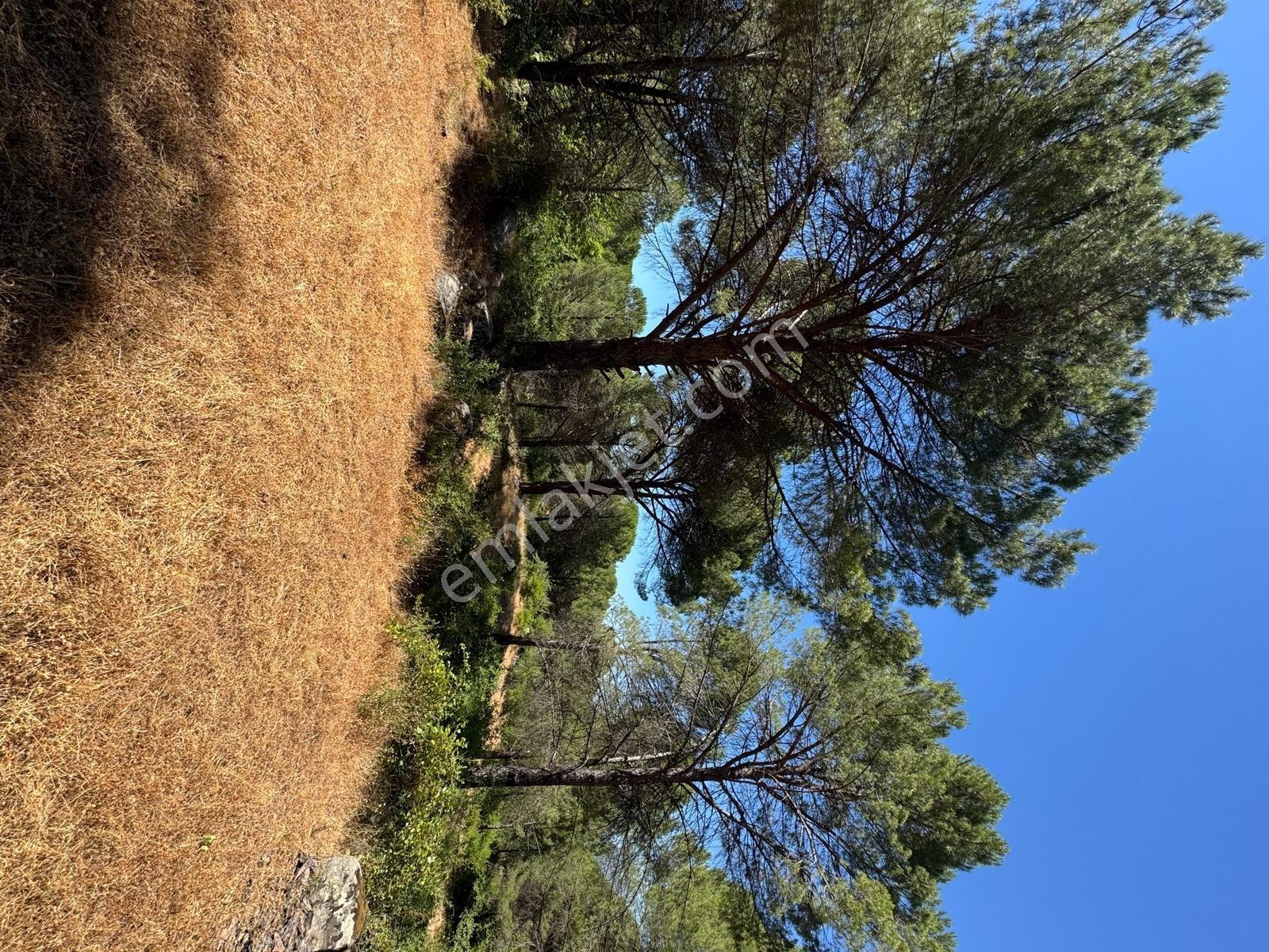 Pinus Gayrimenkul'den//kozak Yaylasında 12.565 M² Fıstık Çamlığı - Görsel 22