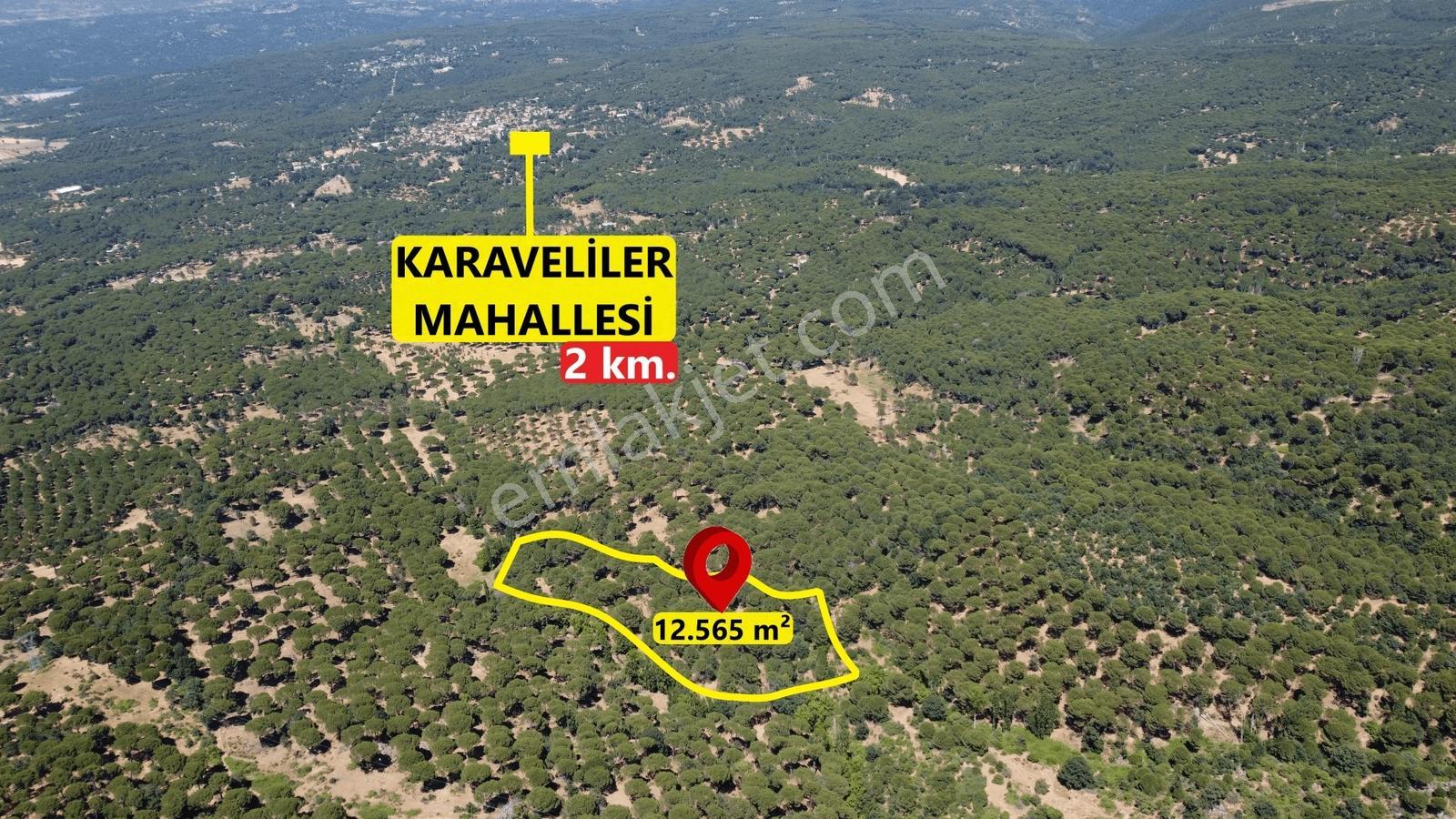 Pinus Gayrimenkul'den//kozak Yaylasında 12.565 M² Fıstık Çamlığı