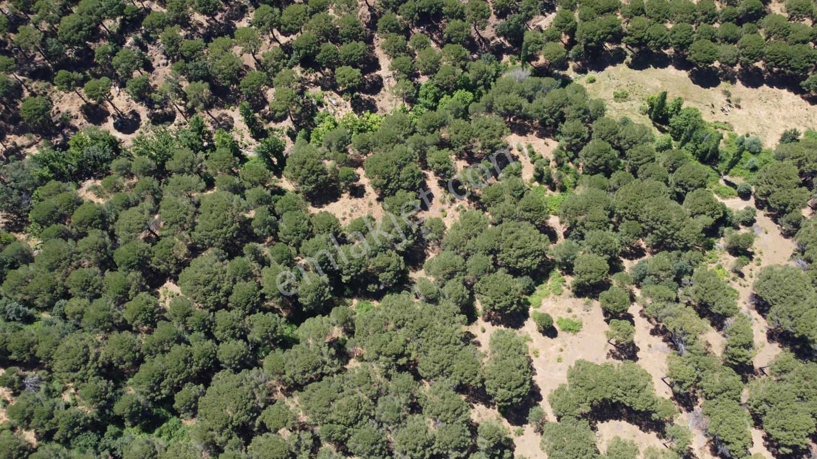 Pinus Gayrimenkul'den//kozak Yaylasında 12.565 M² Fıstık Çamlığı - Görsel 9