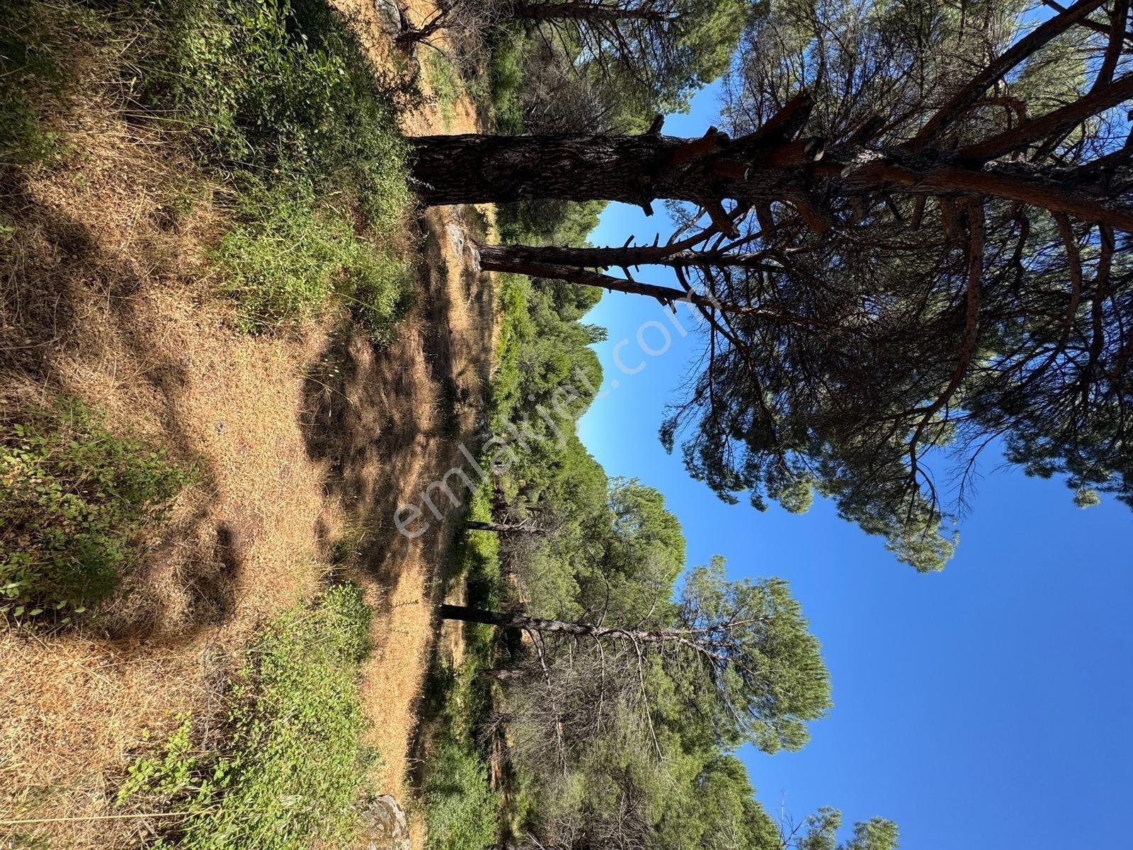 Pinus Gayrimenkul'den//kozak Yaylasında 12.565 M² Fıstık Çamlığı - Görsel 23