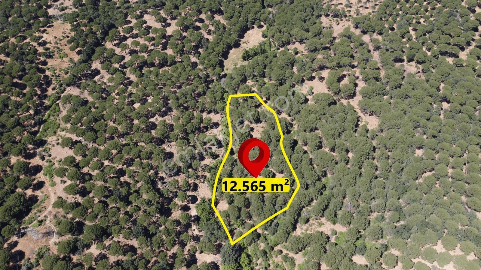 Pinus Gayrimenkul'den//kozak Yaylasında 12.565 M² Fıstık Çamlığı - Görsel 20