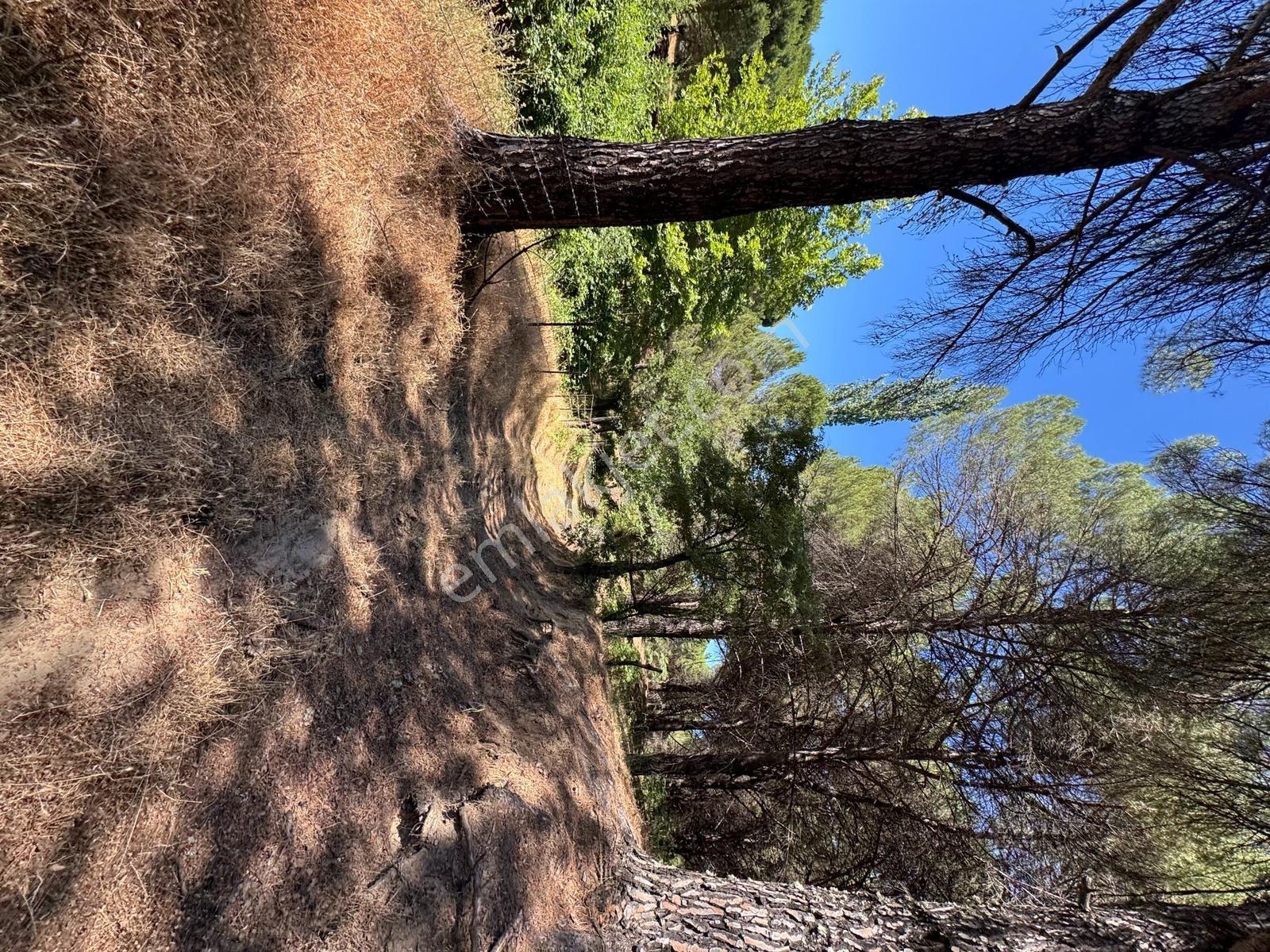 Pinus Gayrimenkul'den//kozak Yaylasında 12.565 M² Fıstık Çamlığı - Görsel 12