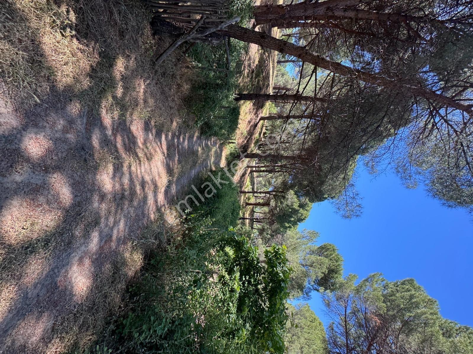 Pinus Gayrimenkul'den//kozak Yaylasında 12.565 M² Fıstık Çamlığı - Görsel 2