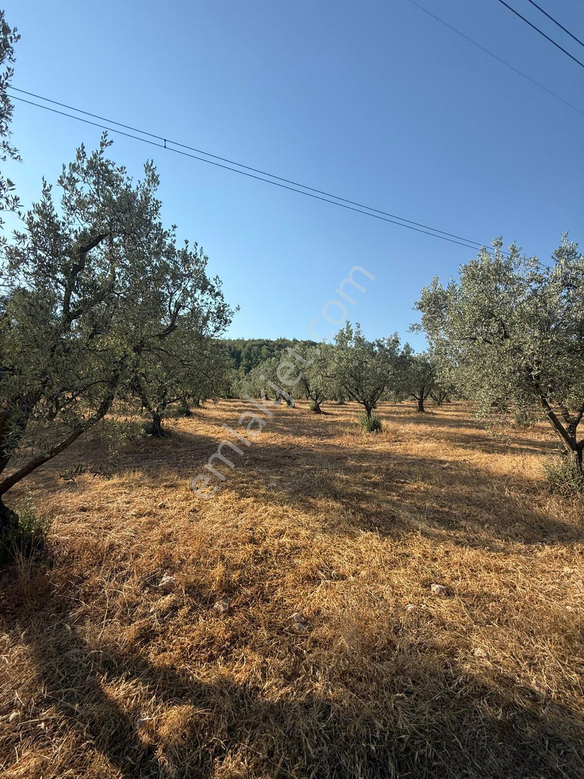 Satılık Zeytinlik