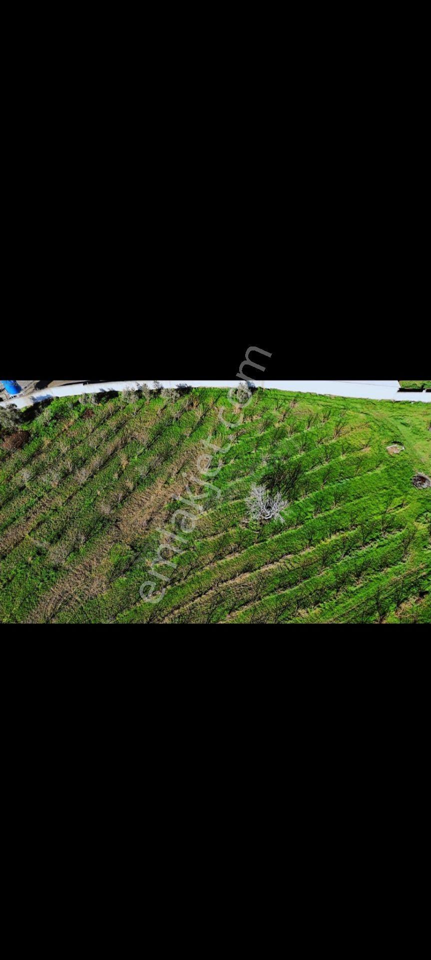Kemalpaşa Merkezine Yakın Konumda Acil Satılık 10 Dönüm Bahçe - Görsel 23