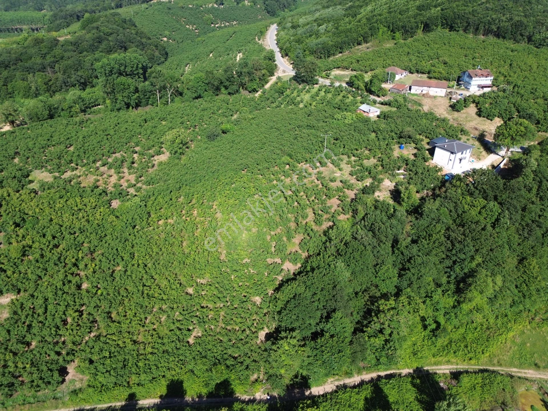 Yola Cepheli %40 İmarlı Yatırımlık Fırsat Arsa