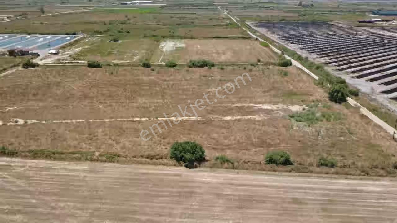 Milas Avşar Da Yola Sıfır 9 Dönüm Fırsat Tarla - Görsel 7