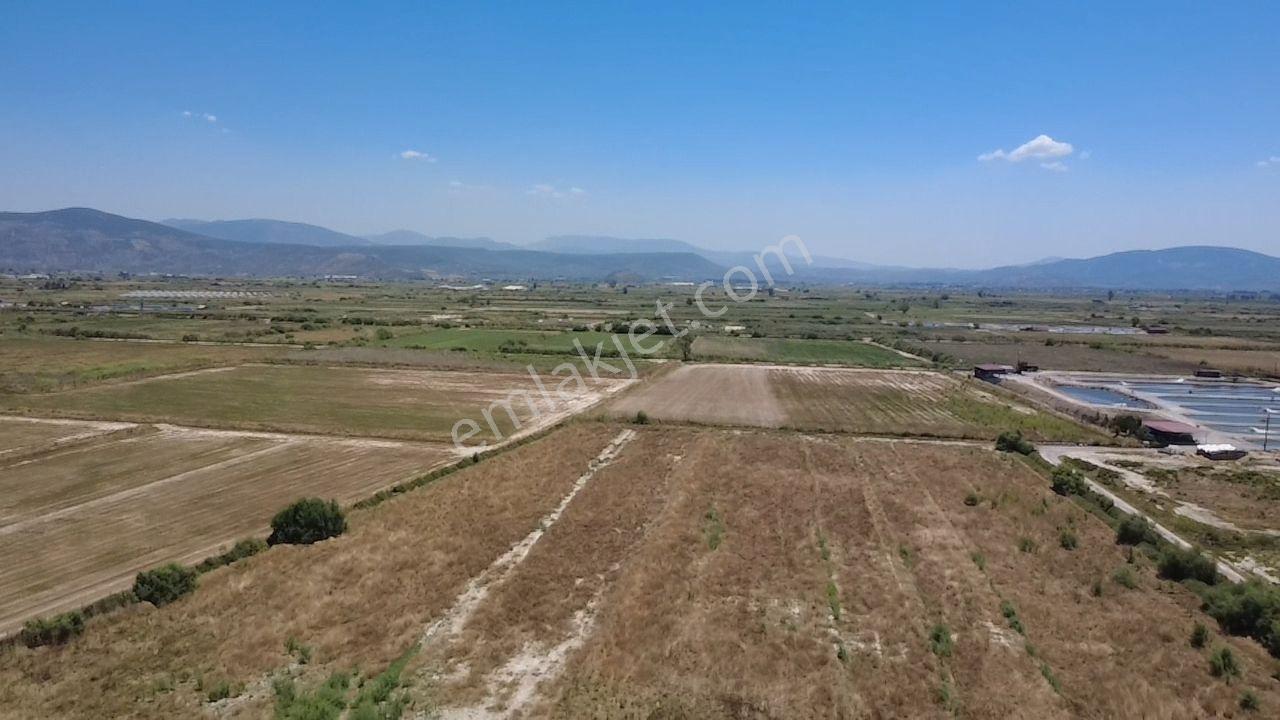Milas Avşar Da Yola Sıfır 9 Dönüm Fırsat Tarla - Görsel 8