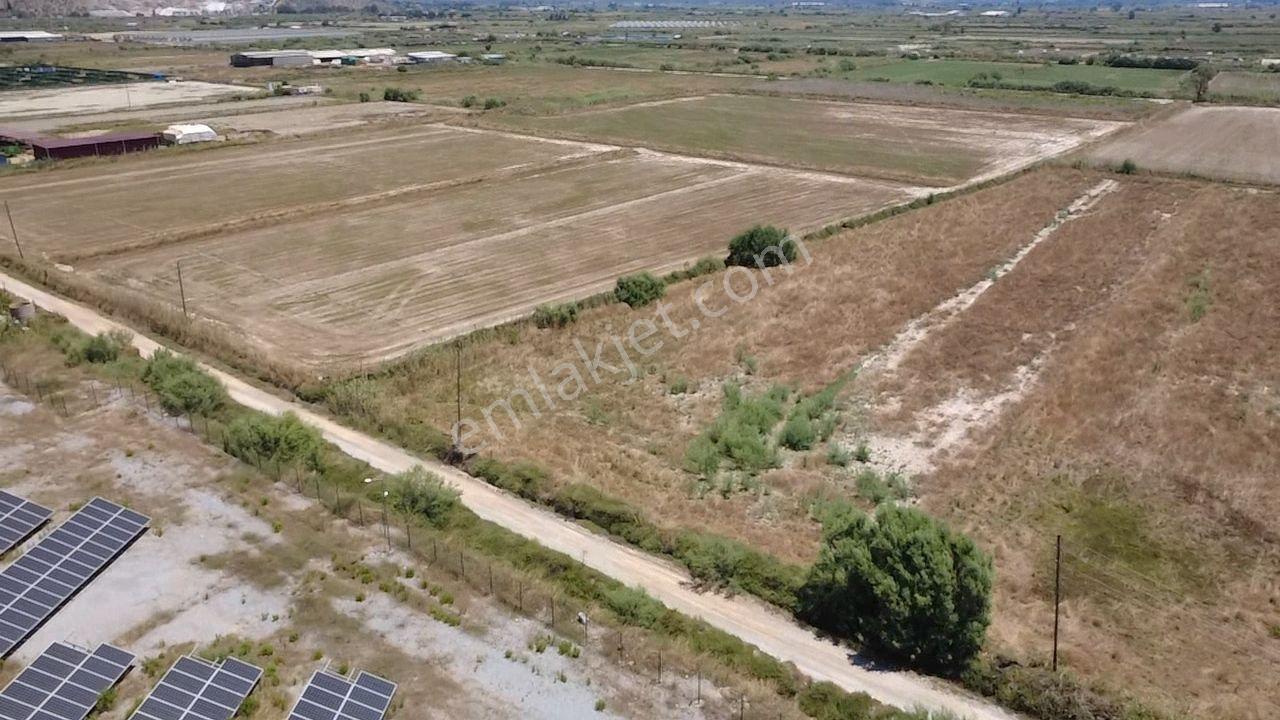 Milas Avşar Da Yola Sıfır 9 Dönüm Fırsat Tarla - Görsel 29